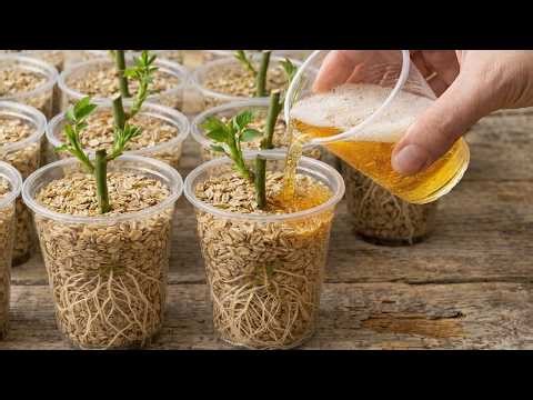 Just One Spoon! Suddenly 1001 Roots Appear And Roses Bloom All Year Round!