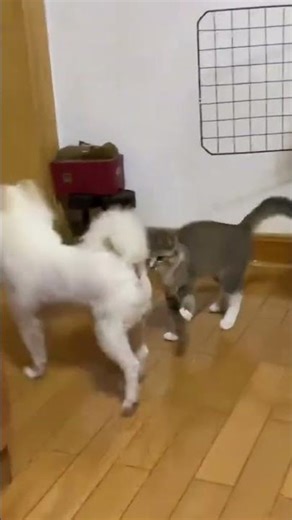 Cats & Dogs Playing Together