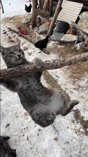 Majestic Cat Jump in Slow Motion: Perfect Landing