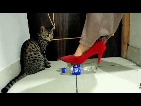 Plastic BottleCrushing Under Stiletto Heels 👠💥#viralvideo