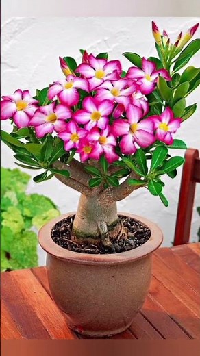 The Best Time to Prune Your Desert Rose for Massive Blooms!"