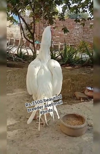 Top Pet Birds For Sale | Parrots, Finches & Lovebirds Collection