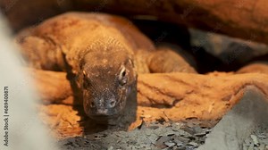 Komodo dragons or in full the Komodo monitor lizard (Varanus komodoensis), are a species of large monitor lizard found on Komodo Island, Rinca, Flores, in East Nusa Tenggara Province, Indonesia.