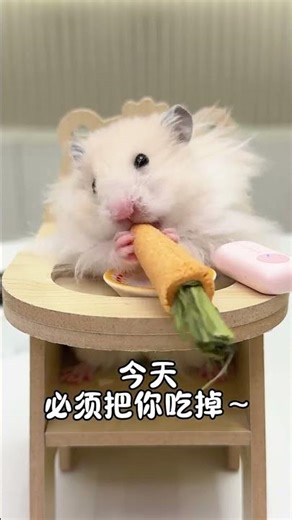 Day 175 of the Mouse Mouse Eating Show Immersive Carrot Chewing #Golden Thread Bear#Mouse