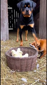 Fox and Dog's Unlikely Bond See how a dog gently guides a curious fox away from chicks. #fblifestyle #AI Generated using Kling AI . . . (For entertainment purposes only. Consult professionals if guidance on activities is presented. No brand affiliation is implied if any are shown. If inspired by true events, creative adaptations may be included. Content may include public footage.) | La vita è bella