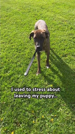 I Used to Stress About Leaving My Puppy… Now I Get Paid to Stay Home 🐶💻💛#puppy #shorts #rescue