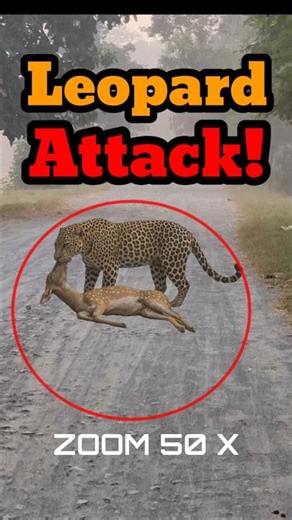 Leopard Attack Hunting Live on Road Deer No Chance!