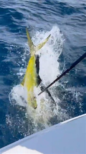 Big BULL DOLPHIN in the boat #fishing #fishboat #florida #fish #sportfish #mahi