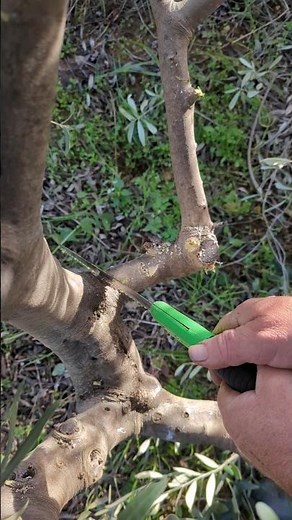 Pruning Olive Trees like a Pro