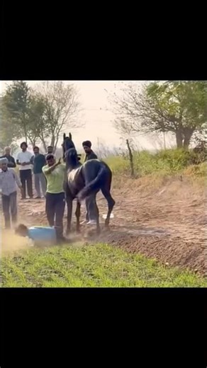 घोड़े की शानदार परफॉर्मेंस #trending #horse #shorts