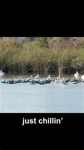 Cormorants at Rest on Water with White Pelicans #birds #california