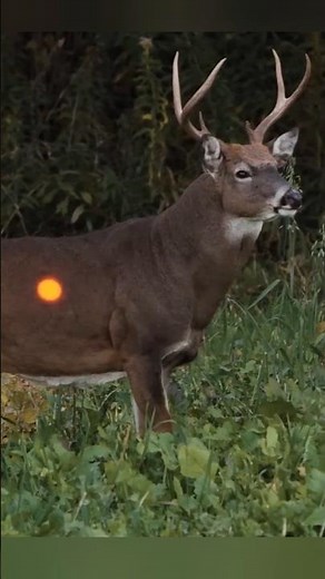 С помощью арбалета Mission SUB-1 XR был подстрелен 8,5-летний белохвостый олень!#hunting #wildlife