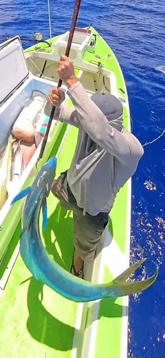 The thrill of the chase: harpoon style! 🎯 #harpoon #mahi #fyp #fish #ocean | Fishing Rarotonga