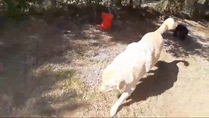 Pat,Python,Marley y Boira | Centro canino La Masia