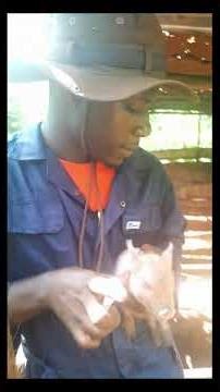 how to administer intramuscular injection in pigs