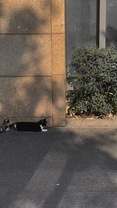 105K views · 1K reactions | Cute kittens playing with their cat mother #cutekittens #playingkittens #catmom #kittenlove #kittenfun #kittensbeingcute #kittensplaying #kittensandtheirmom #kittensarethebest #kittensarelove #kittensarelife #kittensareadorable #kittensareprecious #kittensareangels #kittensarecuteasbuttons #cat #catlover #kittensarefurballsofjoy #kitten #kittens #kittensarelittleraysofsunshine #kittensarethebestthingsintheworld | funnyman1 | Facebook