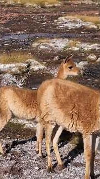 “Why Llamas Are More Than Just Cute Faces 💫 | Amazing Llama Facts”| Animal documentary #llamalife