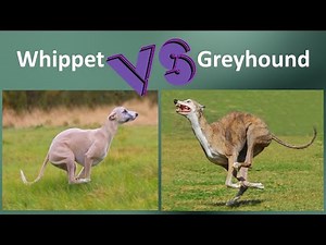 Whippet VS Greyhound - Breed Comparison - Greyhound and Whippet Differences