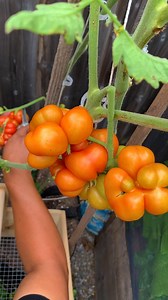 IF YOU HATE TOMATOES, DON'T WATCH THIS! | Plantedinthegarden
