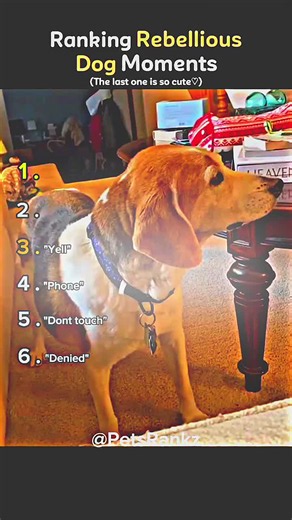 Funny Dog Yelling Compilation —