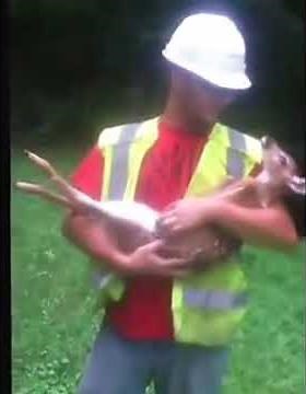 Baby Deer's Attachment