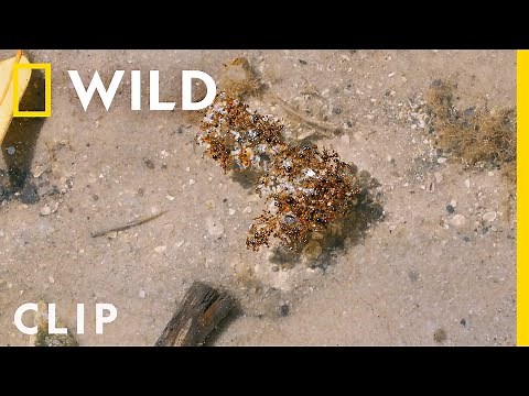 Ingenious fire ants create a life raft to escape flooding | Biscayne | America's National Parks