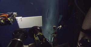 Rare Sperm Whale Encounter with ROV