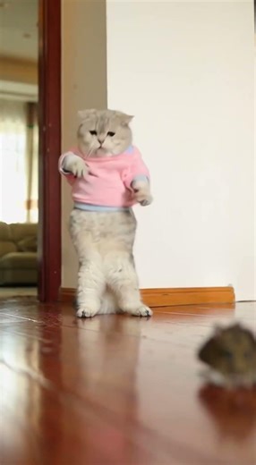 Liu Mimi is such a scaredy cat! A mouse scared you like that #FunnyCats #CatDailyLife #CutePetDebutP
