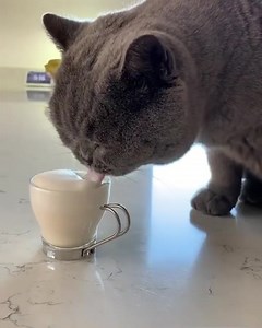 Cat-puccino time | The World Of Awesome Pictures