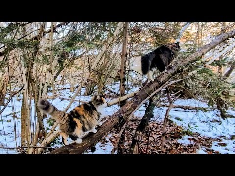 Norwegian Forest Cat: Lilly & Odin in "Last walk of the Winter?"