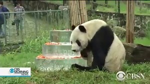 The panda was locally known as the "Panda Grandpa." http://cbsn.ws/2hz4hdR | CBS News