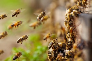 When Should I Treat My Beehive For Mites?