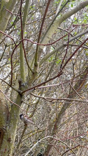 Beautiful Sparrow Singing in the Bush | Relaxing Bird Sounds for Sleep