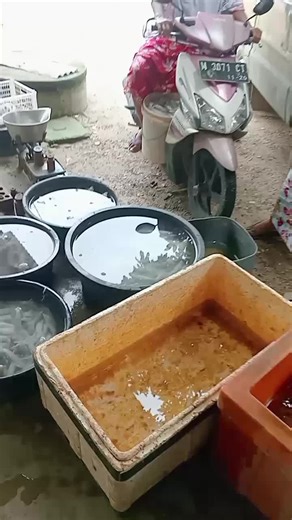 Arifin Brewok (@arifin.brewok)’s videos with Cinta Dunia - RATU SHIMA