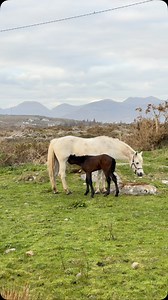 Spring miracles all around 💚 on my morning walk and spotted this sweet family in a field , so touched by the loving tenderness of a mother and her baby . This little foal was only five days old . #horses #connemarapony #pony #foal #motherandbaby #nature #ireland #tenderness #connemara | Roma Downey
