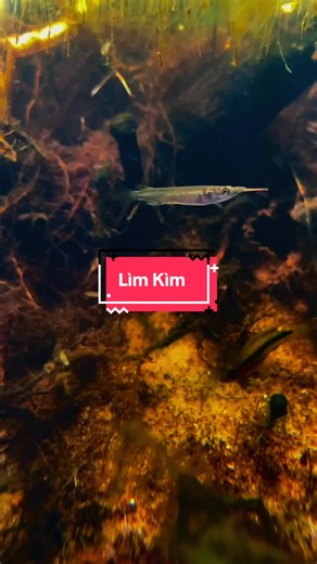 Những sinh vật mình nuôi chung với bầy Phượng Hoàng. Mục đích để bể sinh thái đa tầng, đa dạng, giúp xử lí thức ăn đồng đều sạch sẽ hơn trong bể. #biotopeaquarium #blackwater #thuysinh #cogaimecamecay #mophonghesinhthaitunhien