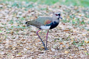 Pellar Teru-teru/Southern Lapwing/Vanellus chilensis | Birds Colombia|La Voz de las Aves