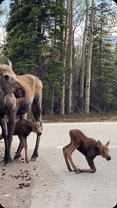 It’s tough being a young moose ••••••••••••••••••••••••••••••••••••••••••••••••••••• * * * * * #NaturalAKBeauty #BBCWildlifePOTD #EarthCapture #BeAlpha #TravelAlaska #outsidemagazine #NationalParkGeek #alaskaproud #naturealaska #akwildlife #marvelous_animals #iFlyAlaska #national_park_photography #wildplanet #wildlifeplanet #EarthCapture #naturegeography #TheBest_Capture #ourplanetdaily #wildlife #alaskadaily #AnimalElite #alaska #sharecangeo #yourshotphotographer #SharingAlaska #nationalparkwon