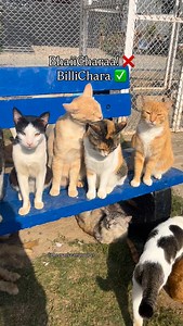 29K views · 2K reactions | Everybody ask me why my cats are so friendly with each other? Why don’t they fight? First thing - they all are fixed! Secondly, they know they are safe here. They are not in survival mode, they know they will get food/water everything on time. They know they are being loved here  | The Crazy Cats | Facebook