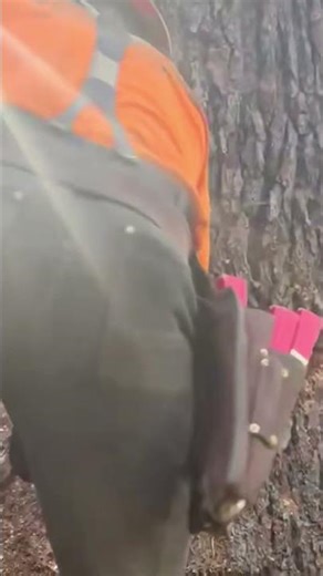 The process of felling large trees uses high technique and accuracy #shorts