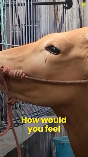 Animals cry & ask for help