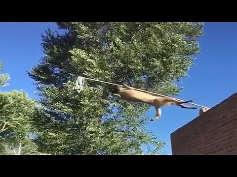 Belgian Malinois Dog Doing Parkour