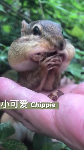 🐿️小可爱Chipple：哎呀，我真塞不下了😊😊#万物皆有灵性 #花栗鼠 #吧唧嘴