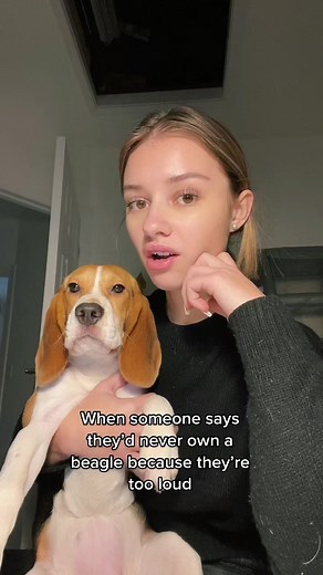 Adorable Beagle Puppy Training TikTok Compilation