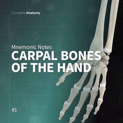 Studying anatomy can be difficult, so to help remember important parts of the body we like to use mnemonics 📖 To get you started, here’s one of our favourites for remembering the names of the carpal bones of the hand 🖐 🦴 | Complete Anatomy