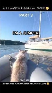 PART 3. Alien Cat 🤣 Let's Bring This to 50k Views, thanks guys. #funnyvideos #fyp #funnycats