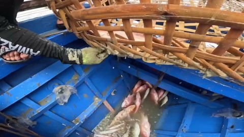 Exploring ocean wonders: a visual journey 🐠