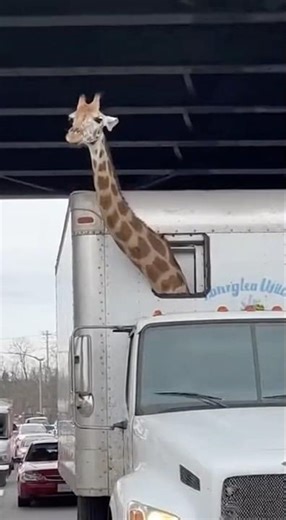 giraffe head protruding from custom sunroof of white box truck