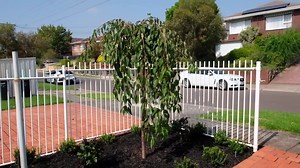 216 reactions · 16 shares | To stimulate your garden success we’re doing our FREE Garden Designs (book in via our website!), FREE Metro Melbourne Delivery for orders over $300 and, if you do one of our FREE Garden Designs, Spend $1000 or more and purchase the plants on the day you will also get a FREE $300 Weeping Cherry! Click this link to get started on your FREE Garden Design today!! https://www.thetutuguru.com.au/service/garden-design/ | Hello Hello Plants & Garden Supplies | Facebook