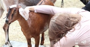 Local farm offers goat yoga to bring joy to others' lives